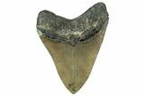 Serrated, Fossil Megalodon Tooth - North Carolina #331086-2